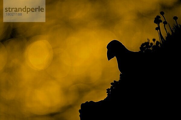 Atlantischer Papageitaucher (Fratercula arctica) adult  Silhouette auf Meeresklippe st Sonnenuntergang  Sumburgh Head RSPB Reserve  Festland  Shetland-Inseln  Schottland  Juli