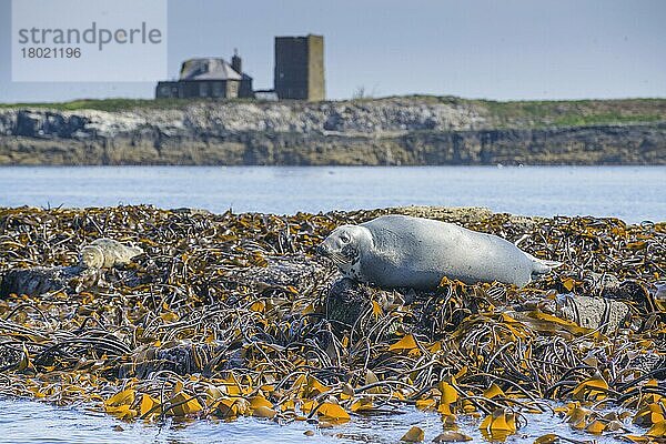 Kegelrobbe (Halichoerus grypus) adult  auf mit Algen bedeckten Felsen ausgeworfen  Staple Island  Outer Farnes  Farne Islands  Northumberland  England  Juli