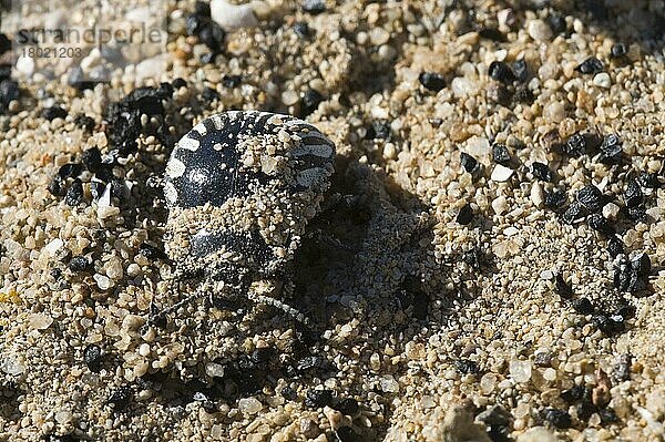 Erwachsener Käfer (Gyriosomus gebieni)  der sich am Ende des Tages in den Boden eingraben kann  in der Küstenwüste  Atacama-Wüste  Chile  Südamerika