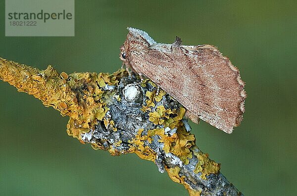 Coxcomb Prominent (Ptilodon capucina) erwachsenes Weibchen  auf flechtenbedecktem Zweig ruhend  Italienische Alpen  Italien  Juli  Europa