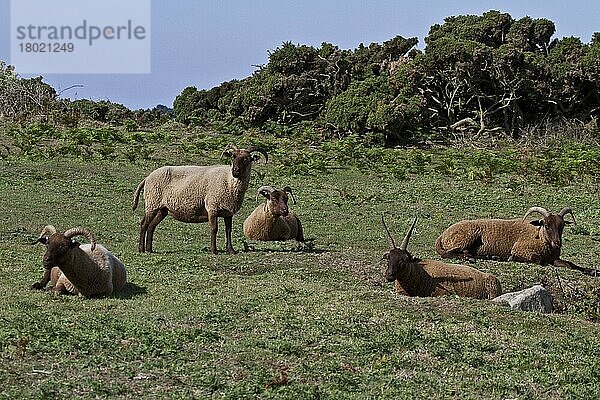 Manx-Loaghtan-Schafe  reinrassig  Haustiere  Huftiere  Nutztiere  Paarhufer  Säugetiere  Tiere  Hausschafe  Manx Loaghtan breed of sheep reintroduced to Jersey#s northern coast