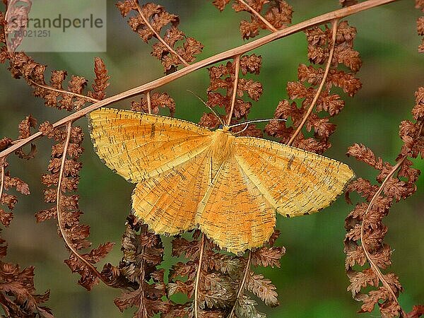 Orangenwickler (Angerona prunaria) Korylaria-Form  adulte Männchen  rastend auf dem Wedel von Bracken (Pteridium aquilinum)  Cannobina-Tal  Italienische Alpen  Piemont  Norditalien  Juli