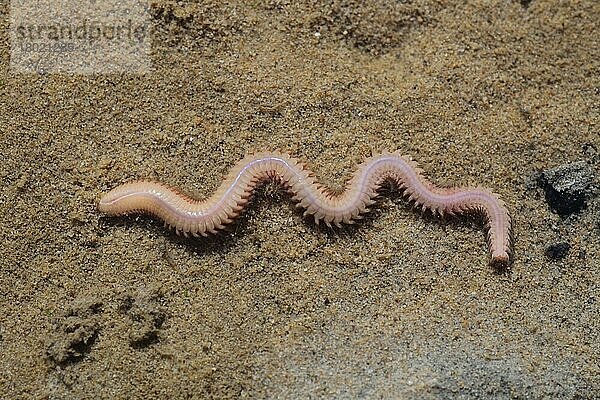 Weißer Ragwurm (Nephthys hombergii)  erwachsen  auf Sand  Poole Harbour  Dorset  England  April