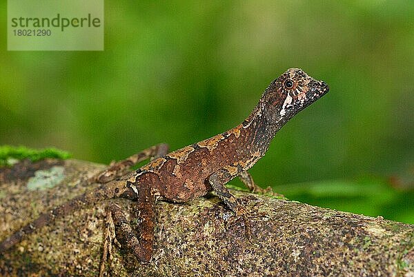 Braungefleckte Känguru-Echse (Otocryptis wiegmanni)  erwachsen  ruht auf einem Ast im Regenwald  Sinharaja Forest N. P. Sri Lanka  Februar