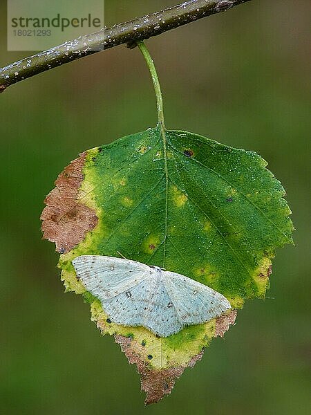 Birkenmocca (Cyclophora albipunctata) adult  ruhend auf dem Blatt der Birke (Betula pendula)  Cannobina-Tal  Italienische Alpen  Piemont  Norditalien  Juli