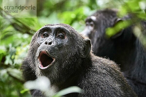 Schimpanse (Pan troglodytes schweinfurthii) Männchen vokalisierend  Kibale-Nationalpark  Uganda  Afrika