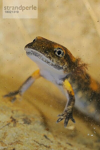 Feuersalamander (Salamandra salamandra) jung  Nahaufnahme des Kopfes  Unterwasser  Italien  Juni  Europa
