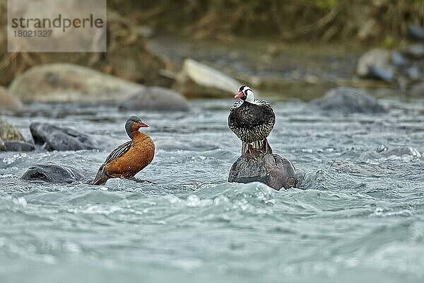 Sturzbach-Ente (Merganetta armata)  erwachsenes Paar  auf Felsen im Fluss stehend  Torres del Paine N. P. Südpatagonien  Chile  November  Südamerika