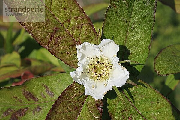 Mispel (Mespilus germanica) Nahaufnahme der Blüte  Suffolk  England  Mai
