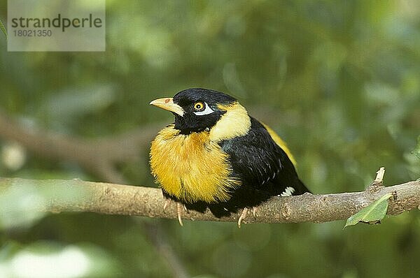 Golden Breasted Myna (Mino anais) Erwachsener Mann