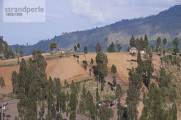Blick auf Ackerland und Bäume an Berghängen  nahe Bromo Tengger Semeru N. P. Ost-Java  Indonesien  Asien