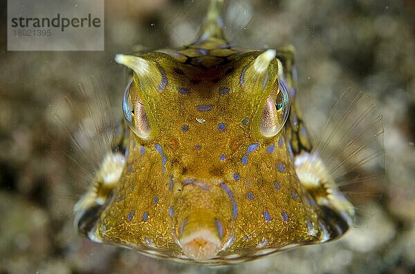 Dornenkuhfisch (Lactoria fornasini) adult  frontal schwimmend  Lembeh-Straße  Sulawesi  Sunda-Inseln  Indonesien  Januar  Asien