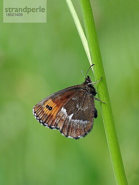 Große Ringelröte (Erebia euryale)  erwachsenes Männchen  neu aufgetauchte und trocknende Flügel  auf Grashalmen ruhend  Simplonpass  Schweizer Alpen  Schweiz  Juli  Europa