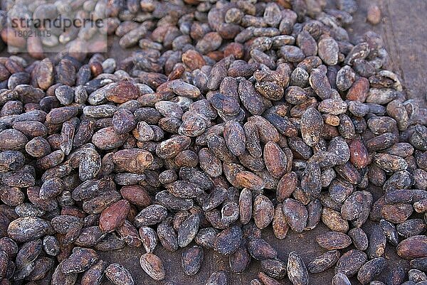 Kakao-Ernte (Theobroma cacao)  Nahaufnahme von fermentierten Bohnen  die auf Plantagen natürlich trocknen  Belmont Estate  Grenada  Grenadinen  Windward-Inseln  Kleine Antillen  August  Mittelamerika
