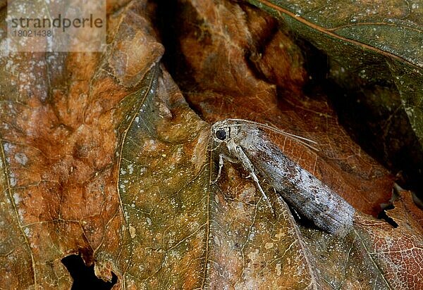 Tinea spissicella  Pyralidae  Insekten  Motten  Schmetterlinge  Tiere  Andere Tiere  Dotted Oak Knot-horn (Phycita roborella) adult  resting on dead Norfolk  England  august