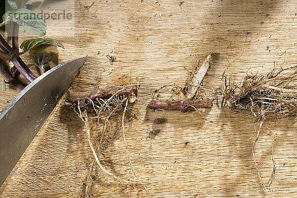 Echte Pfefferminze (Mentha x piperita)  Wurzelsteckling  Steckling  Wurzelstecklinge schneiden