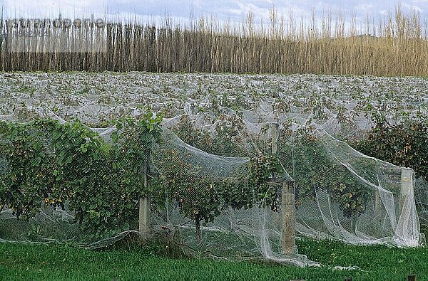 Weinberg mit Reihen von Weinreben  die zum Schutz vor Vogelschäden mit Netzen bedeckt sind  Gisborne  Nordinsel  Neuseeland  Ozeanien