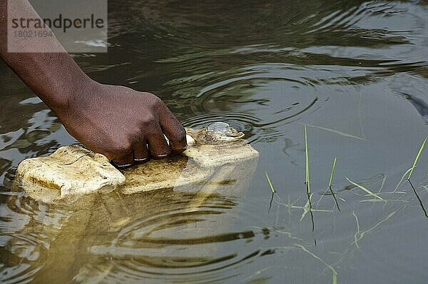 Sammelbehälter mit Wasser aus schmutzigen Wasserbecken  Juni  Uganda  Afrika