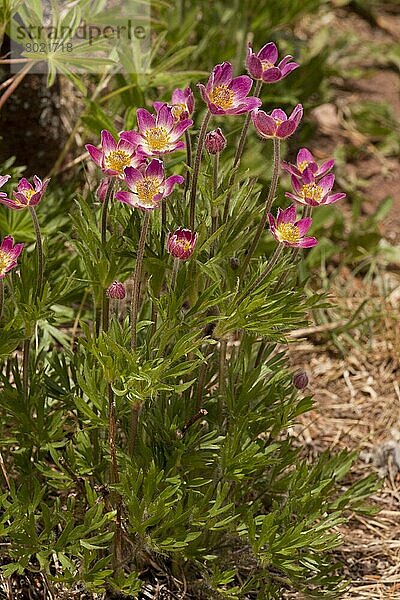 Blühende Rote Anemone (Anemone multifida ssp. globosa)  Vail  Rocky Mountains  Colorado (U.) S. A