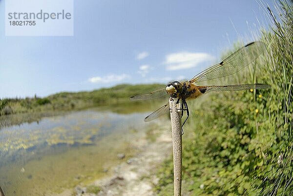 Erwachsener Vierfleck-Jäger (Libellula quadrimaculata)  am Stamm im Habitat ruhend  Wilwell Farm Cutting Local Nature Reserve  Nottinghamshire  England  Juni