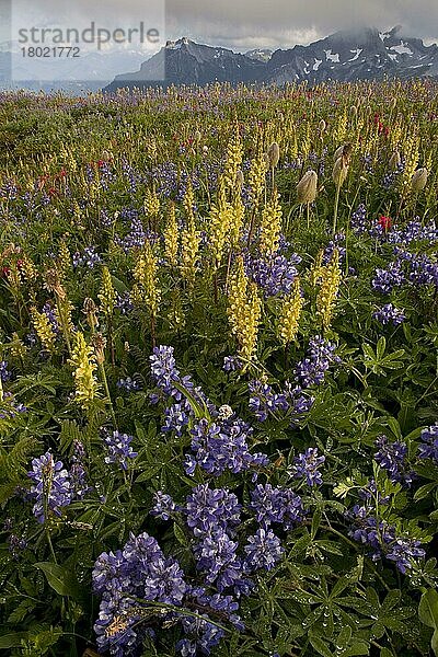 Alpenwildblumen  Pinsel  Lupine  Brakteen-Läusekraut und Westliche Passionsblume  Mazama Ridge  Mount Rainier N. P. Washington (U.) S. A. Sommer