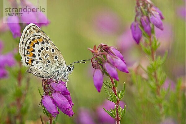 Silberbesetzte blaue (Plebejus argus) erwachsene Weibchen  ruhend auf Blüten der Glockenheide (Erica cinerea)  Prees  Shropshire  England  Juli