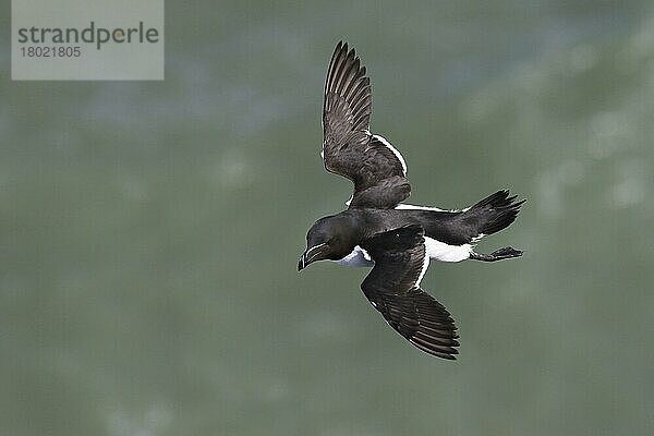 Razorbill (Alca torda) Erwachsener im Flug  Bempton Cliff  England  Juni 2016