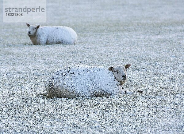 Hausschafe  zwei Erwachsene  schneebedeckt  ruhen auf der Weide  nahe Thornhill  Dumfries and Galloway  Schottland  Januar