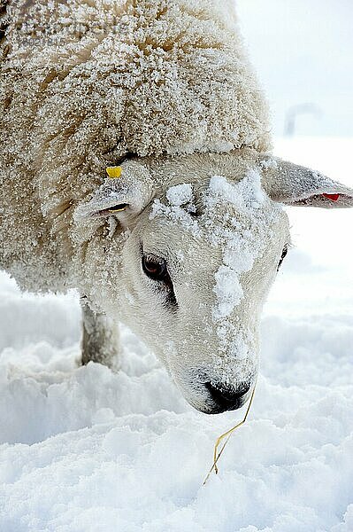 Hausschaf  Texel  erwachsen  Nahaufnahme des Kopfes  auf schneebedeckter Weide  England  November