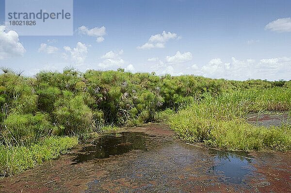 Echte Papyrus  Papyrusstaude (Cyperus papyrus)  Riedgrasgewächse  Papyrus Sedge swamp habitat  Uganda  June  Afrika