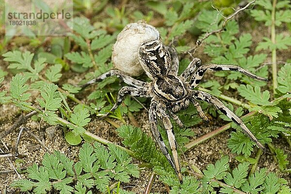 Italienische Wolfsspinne (Lycosa tarentula)  erwachsenes Weibchen  trägt Eiersack  Italien  Oktober  Europa