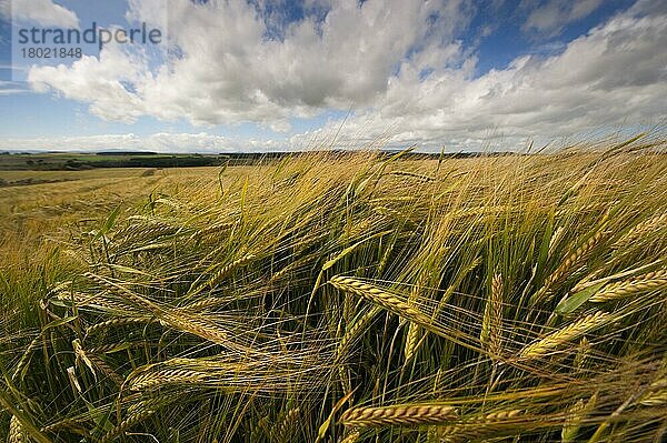 Wintergerste (Hordeum vulgare)  Ährenreifung im Feld  Aberdeenshire  Schottland  August