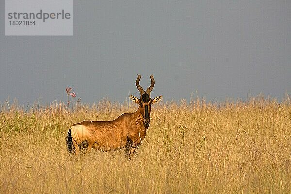 Kongoni  Kuhantilope  Kongonis  Kuhantilopen  Antilopen  Huftiere  Paarhufer  Säugetiere  Tiere  Red Hartebeest at Rietvlei Nature Reserve South Africa