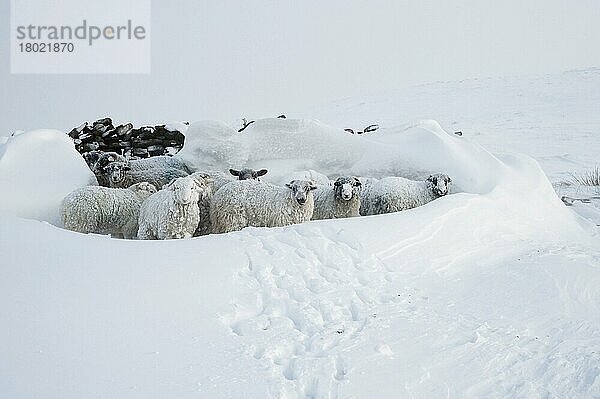 Hausschafe  Herde  Schutz vor Trockenmauer im Tiefschnee auf Moorland  Peak District  Derbyshire  England  Winter