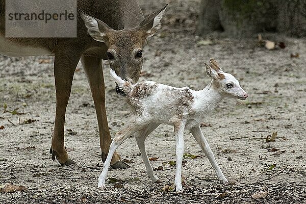 Leuzistisches Weißschwanz-Hirschkitz mit normal gefärbtem Weibchen (Odocoileus virginianus)