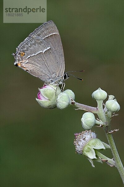 Violetter Haarschopf (Quercusia quercus) erwachsene Unterseite  auf Brombeerblütenknospen ruhend  Italien  Juli  Europa