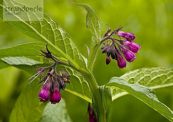 Echter Beinwell (Symphytum officinale)  Gemeiner Beinwell  Raublattgewächse  Common Comfrey purple form  close-up of Romania
