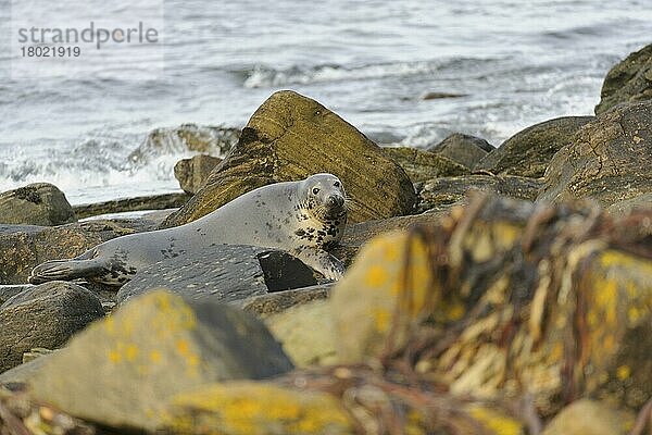 Kegelrobbe (Halichoerus grypus)  erwachsenes Weibchen  zwischen Felsen am Strand ruhend  Duncansby Head  Caithness  Schottland  November