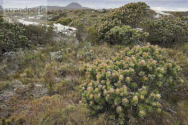 Blühende Gewöhnliche Pagode (Mimetes cucullatus)  im Lebensraum Fynbos  Tafelberg N. P. Westkap-Provinz  Südafrika  August