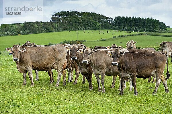 Hausrind  Braunvieh  Schweizer Milchkühe  Herde auf der Weide stehend  Dumfries  Dumfries and Galloway  Schottland  Juni