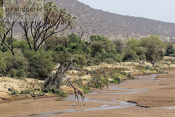 Ausgewachsene Netzgiraffe (Giraffa camelopardalis reticulata)  wandert auf dem Flussbett eines fast ausgetrockneten Flusses in einem halbwüstenartigen Trockensavannen-Lebensraum  Ewaso Ng'iro Fluss  Samburu National Reserve  Kenia  August  Afrika