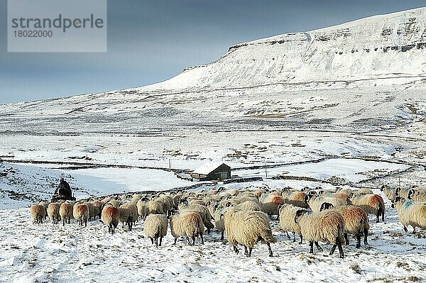 Hausschafe  Dalesbred  Herde  mit Schäfer auf einem Quad  das von schneebedeckten Moorlandschaften auf eine niedrigere Weide führt  in der Nähe von Pen-y-ghent  Yorkshire Dales N. P. North Yorkshire  England  Januar