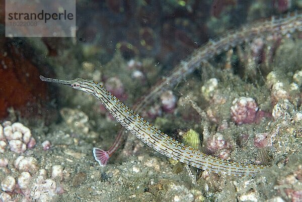 Orangepunkt-Seenadel  Orangepunkt-Seenadeln (Corythoichthys ocellatus)  Andere Tiere  Fische  Tiere  Seenadeln  Orange-spotted Pipefish adult  Lembeh Straits  Sulawesi  Sunda Islands  Indonesia  September