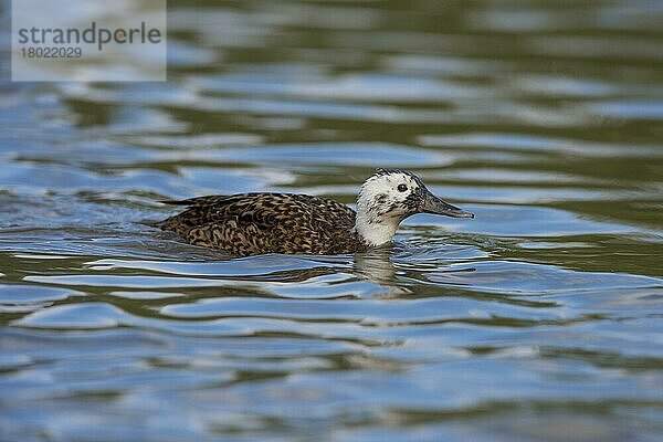 Laysan Ente (Anas layanensis) erwachsenes Weibchen  schwimmend (in Gefangenschaft)