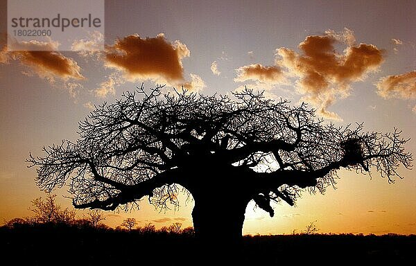 Afrikanischer Affenbrotbaumnischer Baobab (Adansonia digitata)  Malvengewächse (Bombacaceae)  Baobab habit  Silhouette at sunset  South Africa