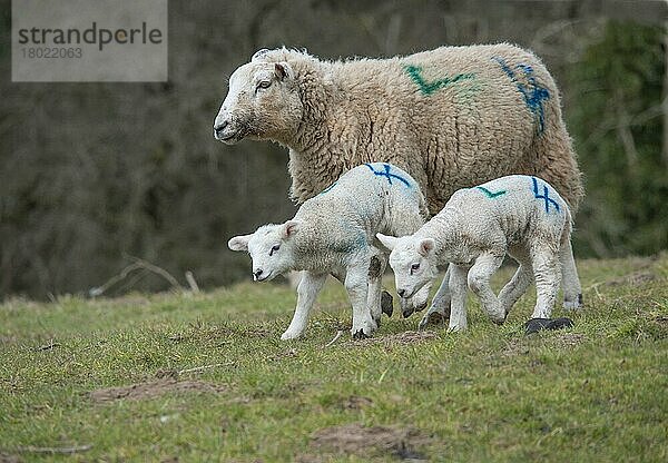 Hausschafe  Texel-Kreuzmutterschaf mit Zwillingslämmern  mit gesprühten Identifikationsnummern  auf der Weide laufend  Whitewell  Lancashire  England  März