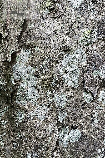 Krabbenholz (Carapa guianensis) Nahaufnahme der Rinde  Iwokrama-Regenwald  Guayana-Schild  Guyana  Oktober  Südamerika