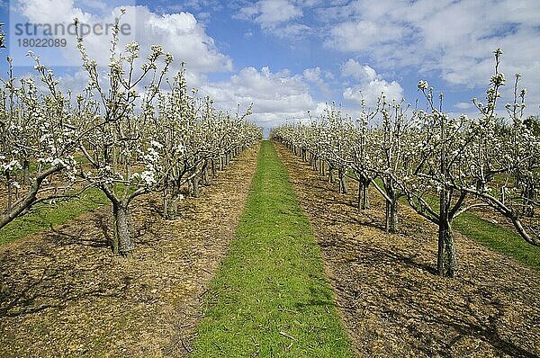 Kultivierter Apfel (Malus domestica) blühender Obstgarten  Abkühlung  Kent  England  April