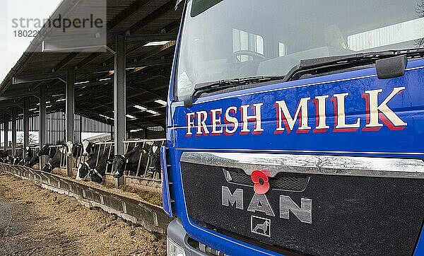 Milchviehhaltung  Milchtankwagen  der Milch vom Milchviehbetrieb abholt  Cheshire  England  Februar