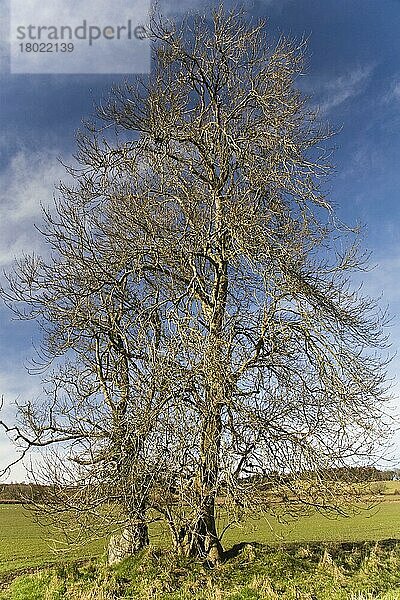 Esche  Gemeine Esche  Gewöhnliche Esche (Fraxinus excelsior)  Ölbaumgewächse  Common Ash habit  bare trees in farmland  Bere Regis  Dorset  England  march